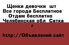 Щенки девочки 4шт - Все города Бесплатное » Отдам бесплатно   . Челябинская обл.,Сатка г.